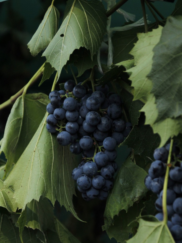 Dożynki w Wiskitkach