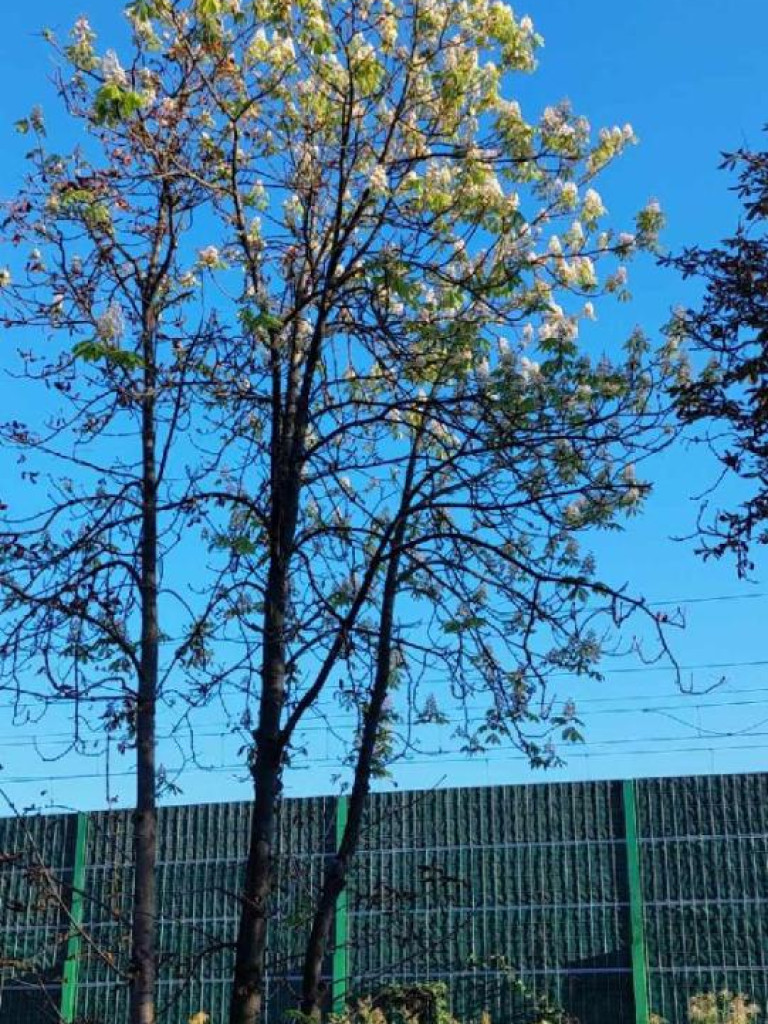 W Żyrardowie zakwitły kasztany