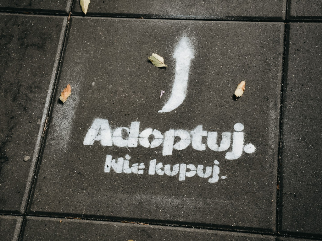 Dzień Otwarty w Schronisku - nowa odsłona i moc atrakcji