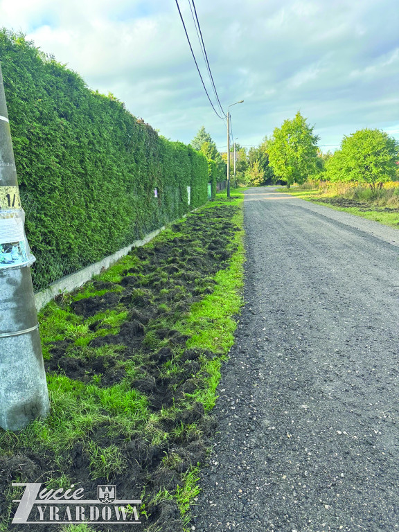 Hordy dzików dotarły do Żyrardowa