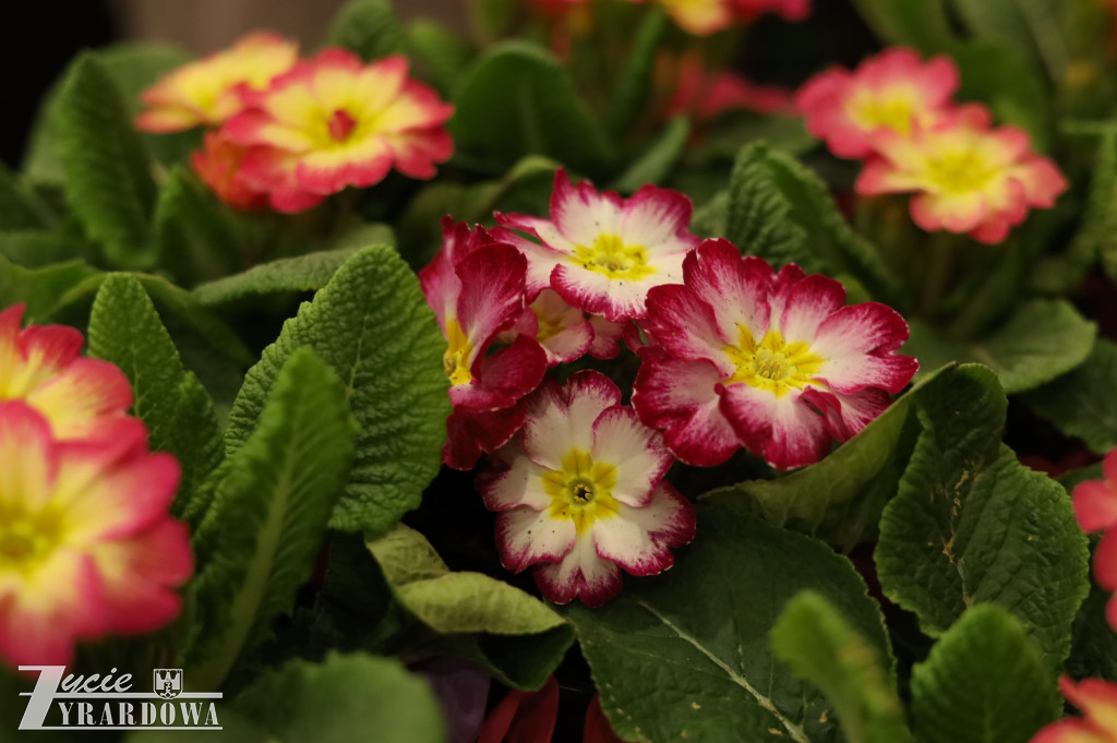 Dzień Kobiet w Żyrardowie