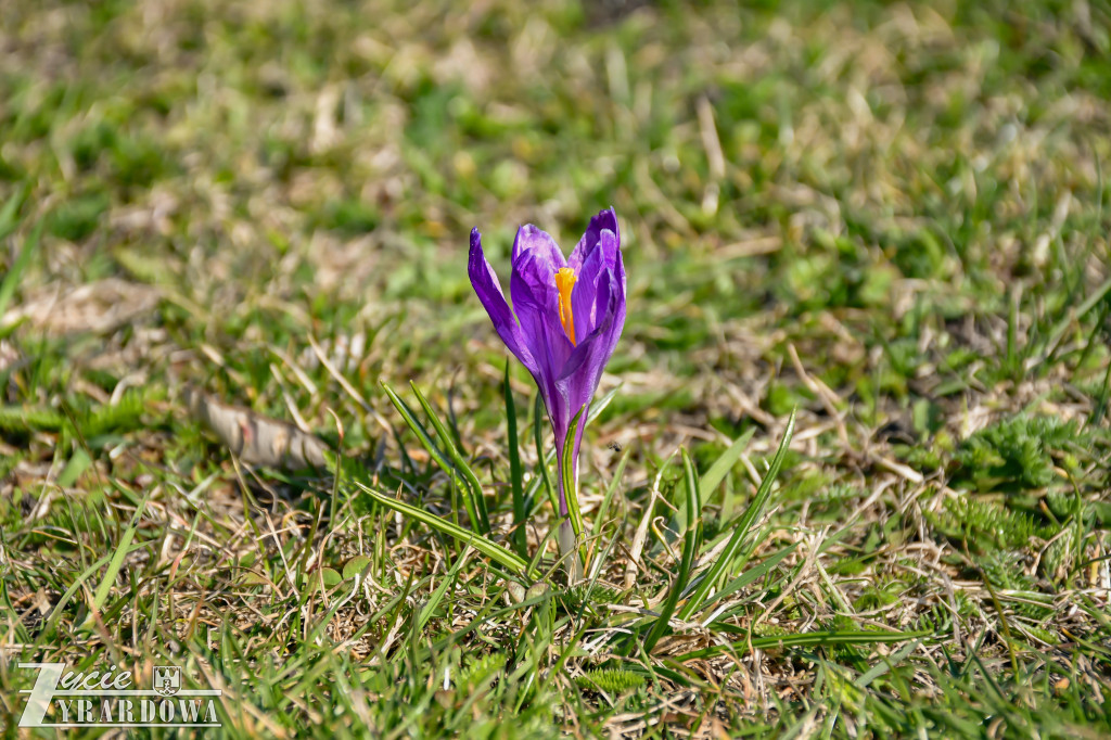 Żyrardów: Festiwal Pisanek