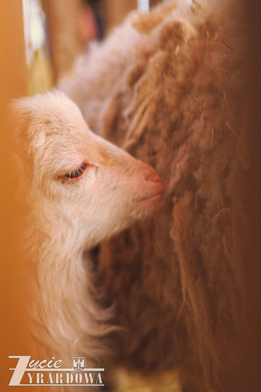 Wielka Sobota w Żyrardowie