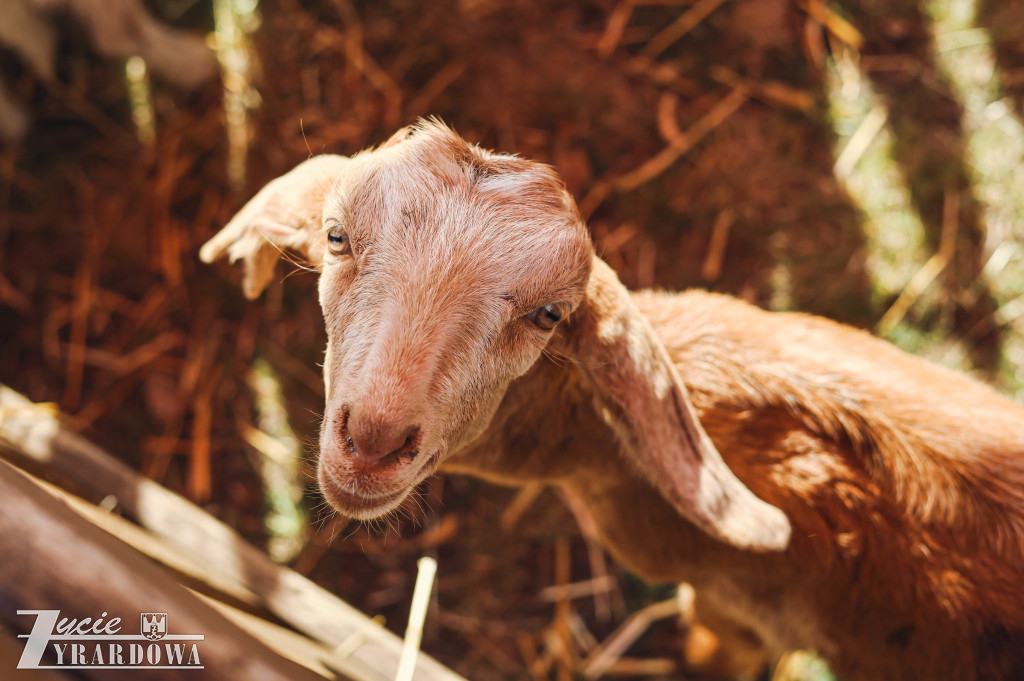 Wielka Sobota w Żyrardowie