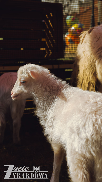 Wielka Sobota w Żyrardowie