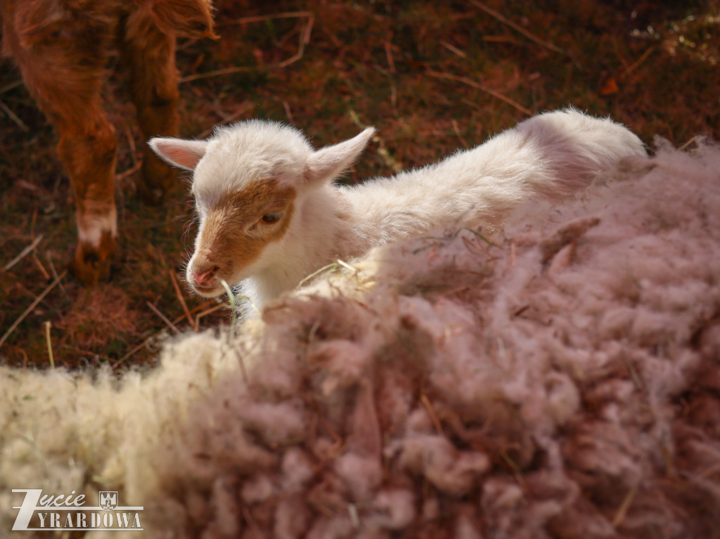 Wielka Sobota w Żyrardowie