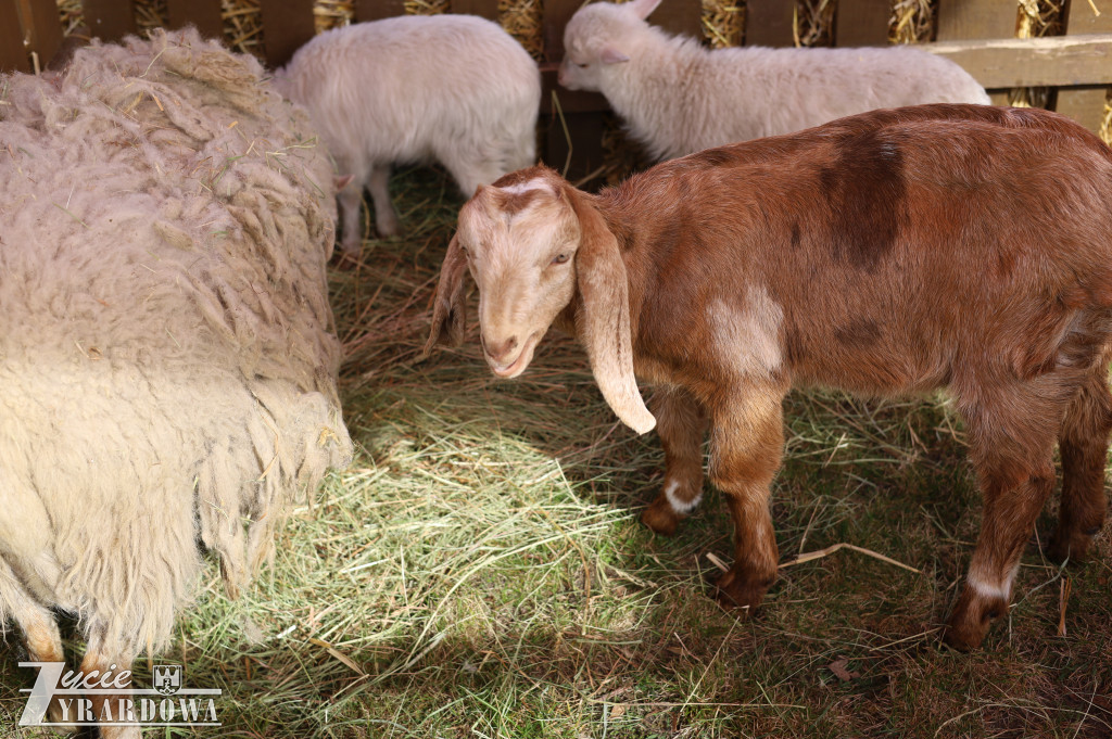Wielka Sobota w Żyrardowie