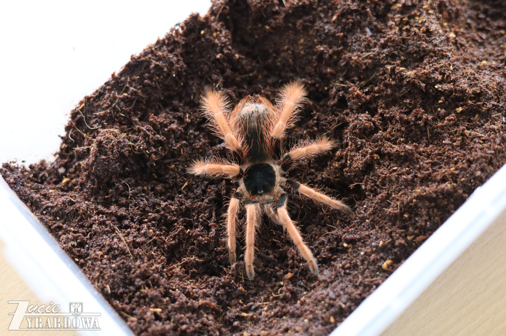 Dzień otwarty w Czerwoniaku