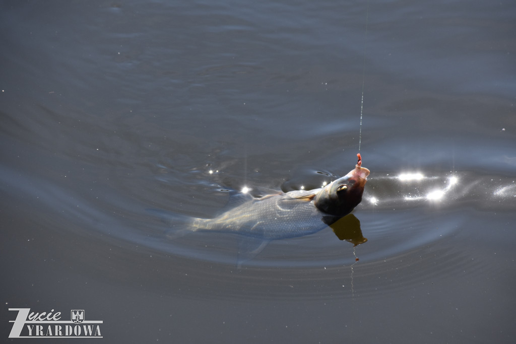 Złowione ryby wróciły do wody „Hamerni”