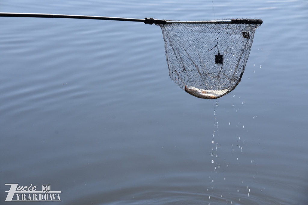 Złowione ryby wróciły do wody „Hamerni”
