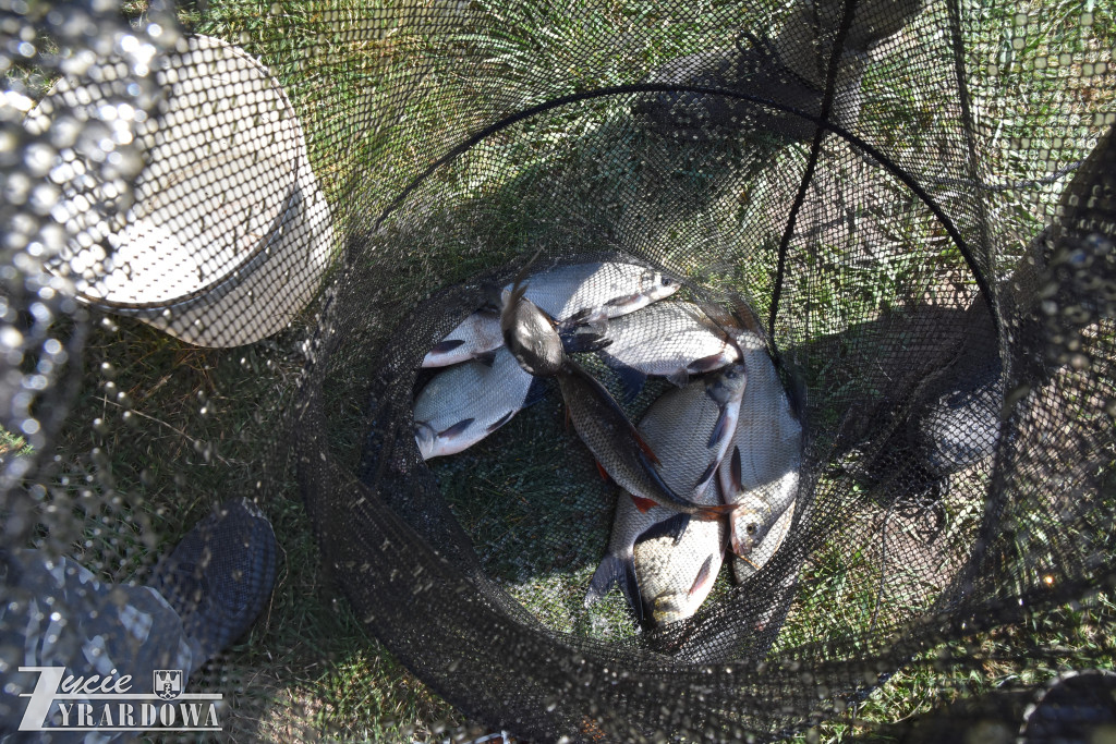 Złowione ryby wróciły do wody „Hamerni”