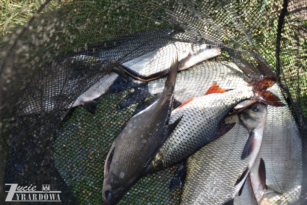 Złowione ryby wróciły do wody „Hamerni”
