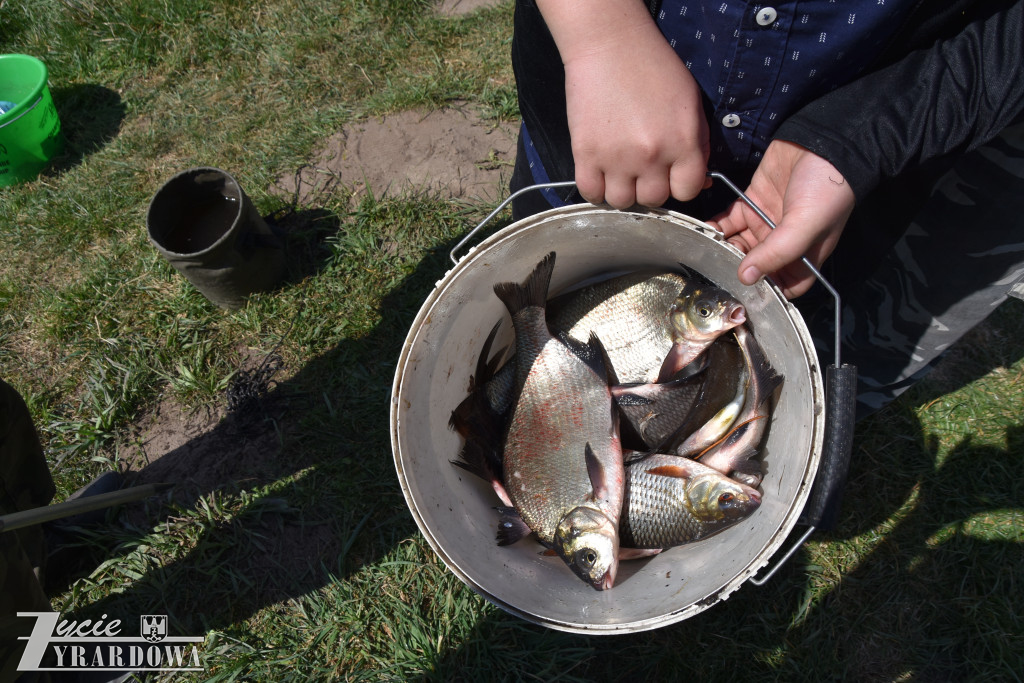 Złowione ryby wróciły do wody „Hamerni”