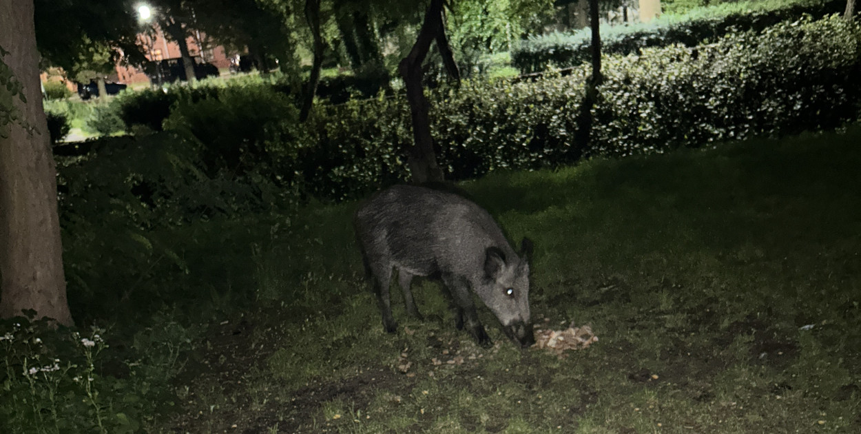 Oswojone dziki na ulicach Żyrardowa