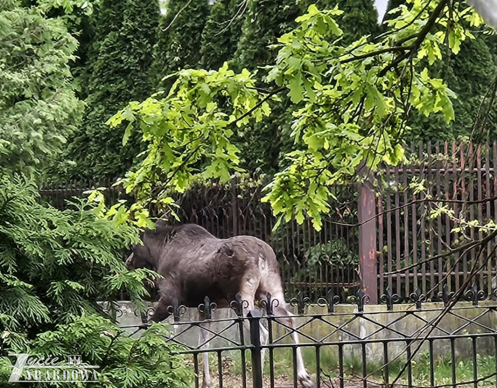 Oswojone dziki na ulicach Żyrardowa