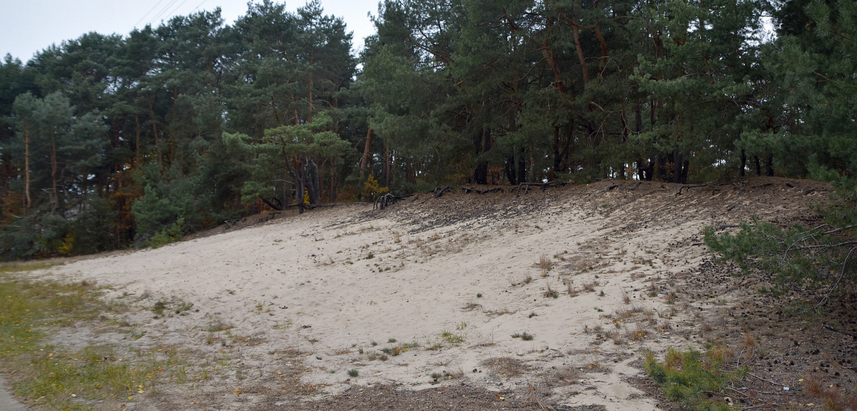 Międzyborowskie wydmy