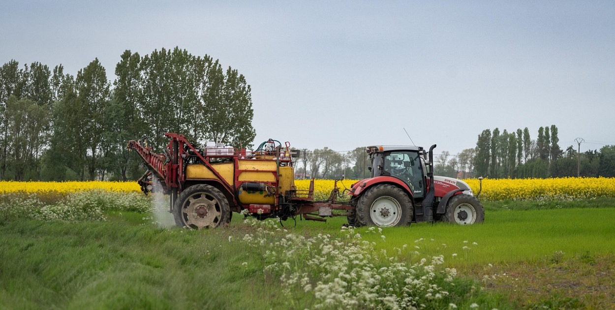 Obraz Freddy z Pixabay