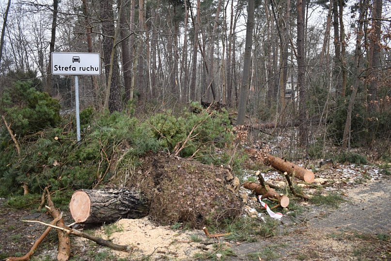 Międzyborów leczy rany po nawałnicy
