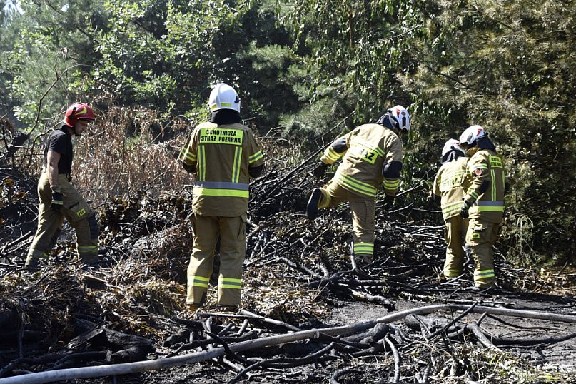 Płonął las przy ul. Pustynnej