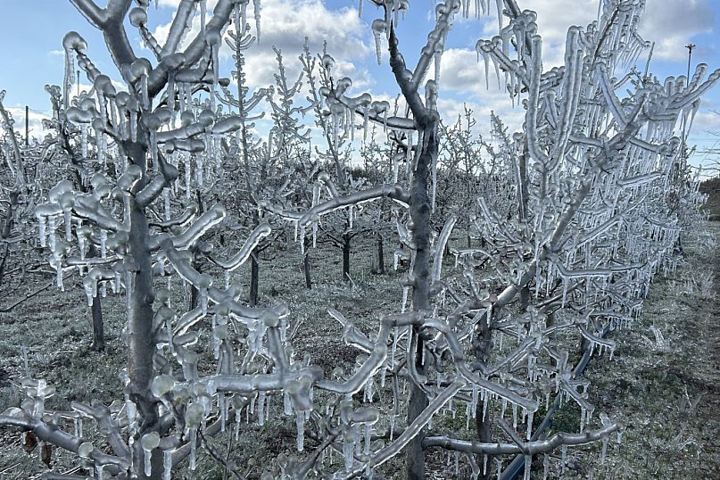 Artystyczne efekty mroźnej zimy w sadzie