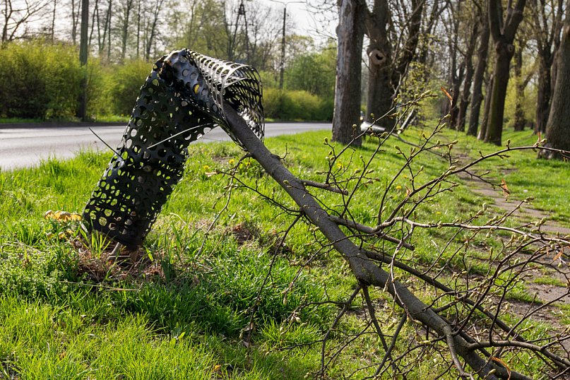 Wandalom przeszkadzały 5-letnie lipy
