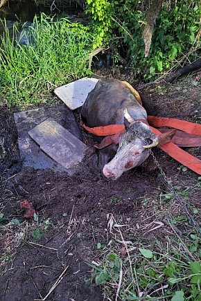 Krowa znalazła się w śmiertelnej pułapce-3225