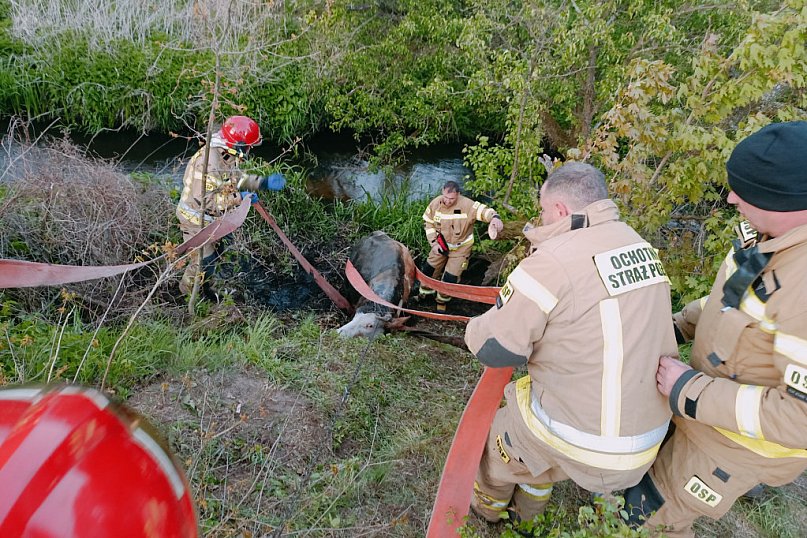 Krowa znalazła się w śmiertelnej pułapce