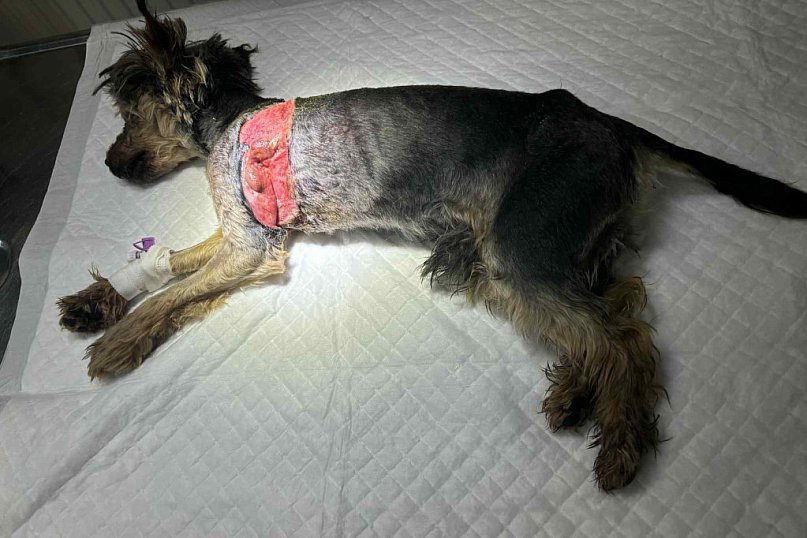 Brutalne znęcanie się nad psami