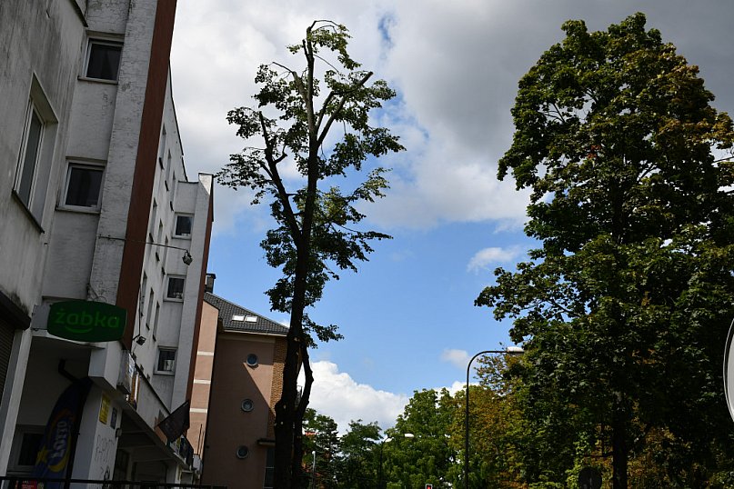 W Alei Partyzantów drzewa bez gałęzi