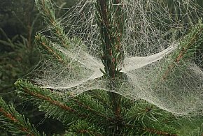 Kupujesz żywą choinkę na święta? Ten szczegół łatwo przeoczyć-46367