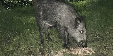 Oswojone dziki na ulicach Żyrardowa