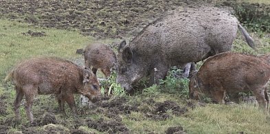 Hordy dzików dotarły do Żyrardowa-45780