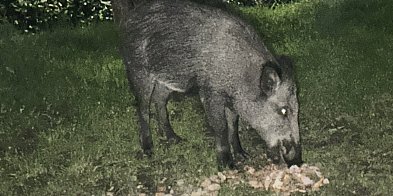 Oswojone dziki na ulicach Żyrardowa