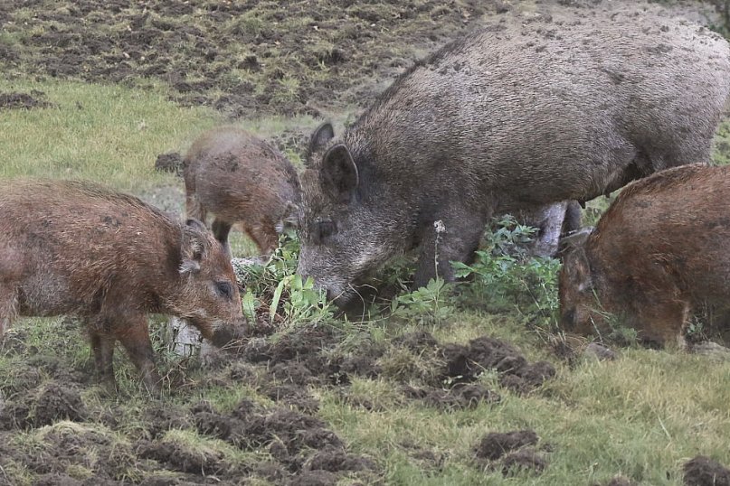 Hordy dzików dotarły do Żyrardowa